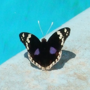 This beauty was sunning herself by the pool